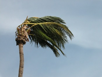 Palm Tree Blown Sideways