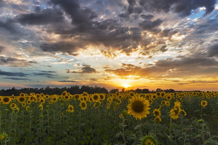 Sunflowers In Field